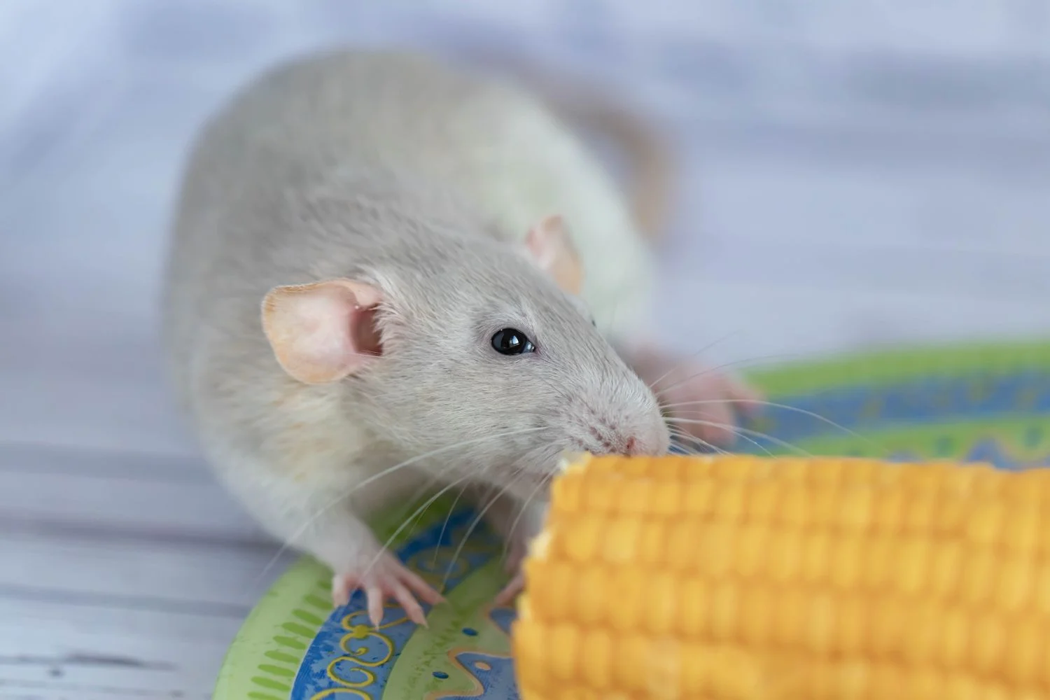 rodent proofing